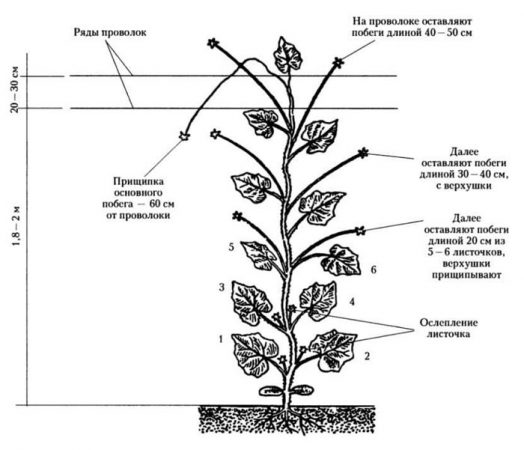 Що означає формувати огірки в одне стебло