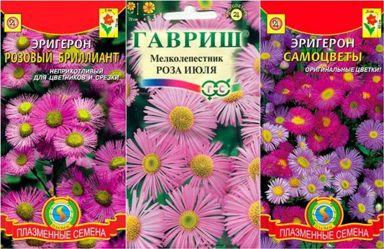 ерігерон посадка і догляд фото