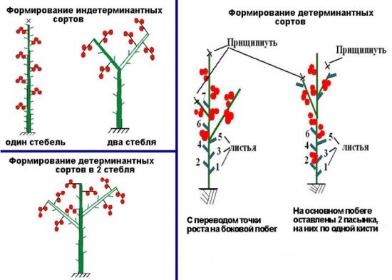 формування томатів в 2 стебла