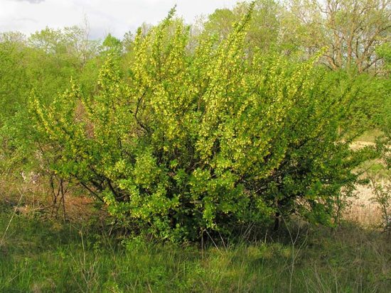 кущ акації