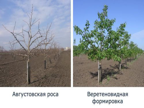 формування крони