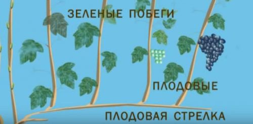 Види пагонів з назвами на рукаві
