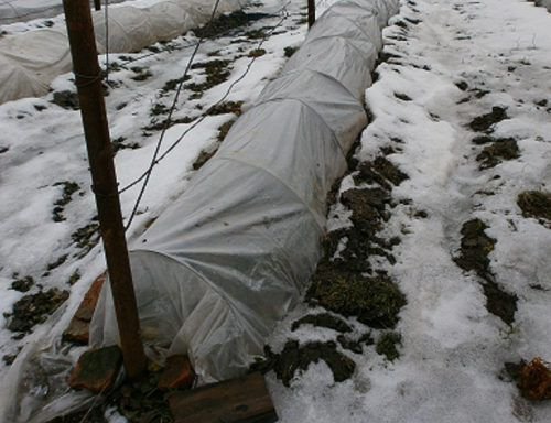 Полуукритіе винограду