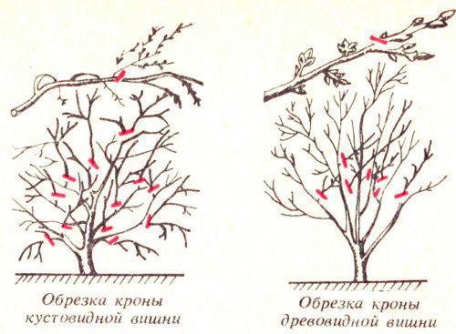 Обрізка кустовидной і деревовидної