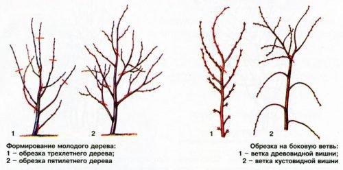 формування крони