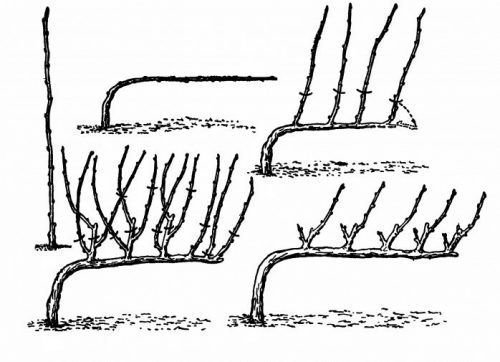 Формування куща винограду штамбові методом