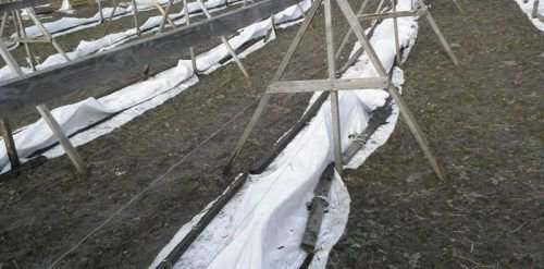 Виноград укриття
