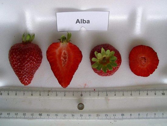 полуниця альба