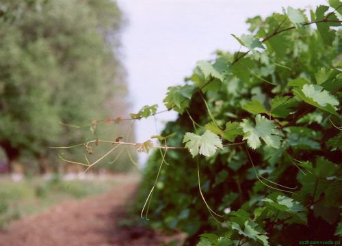 зелені пагони