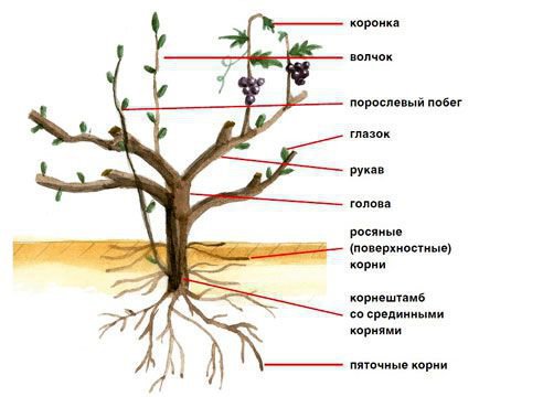 Схема виноградного куста для новичков строение