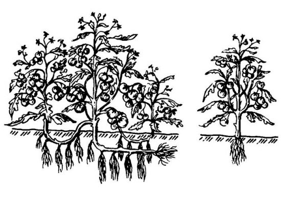 вирощування помідорів за методом І.М маслова