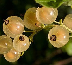 заготовки з білої смородини