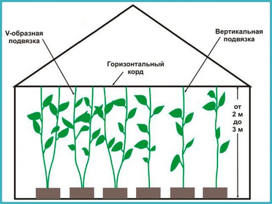 як посадити перець