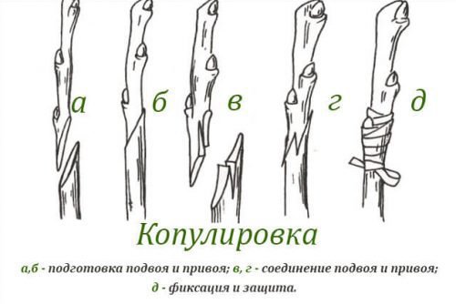 Копуліровка