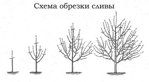 Правила обрізки