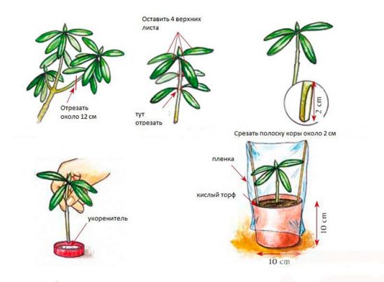 рододендрон розмноження живцями