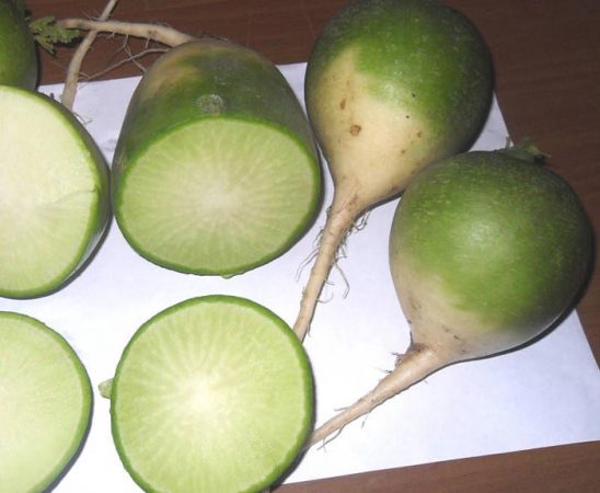 редька маргеланская коли садити