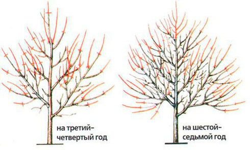 обрізка абрикоса