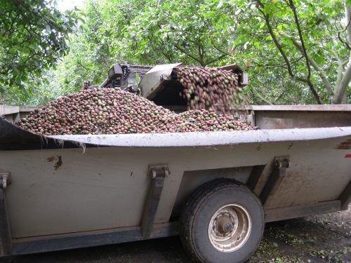 Збірка волоського горіха