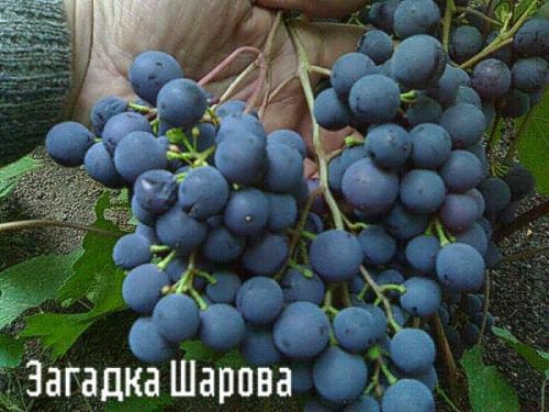 Загазка Шарова