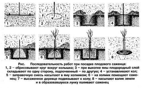 Яма для посадки вишні