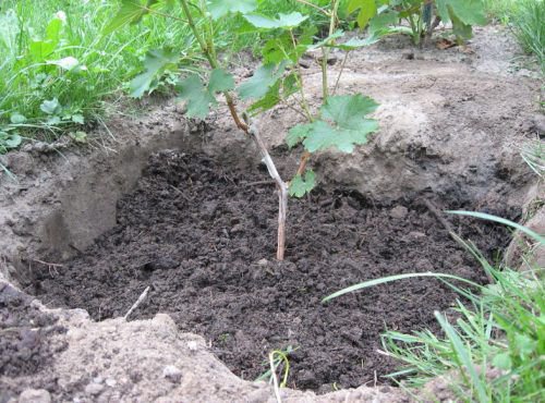 Посадка винограду Зірниця