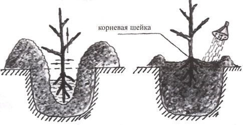 посадка абрикоса