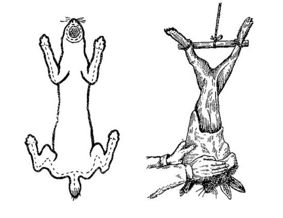 зняття шкури кролика